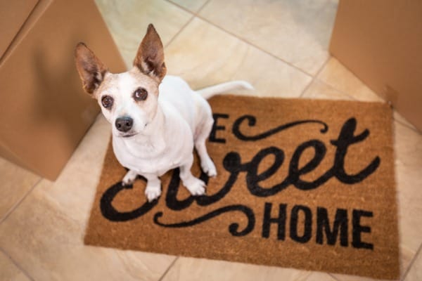 cute dog sitting on home sweet home welcome mat on floor near boxes