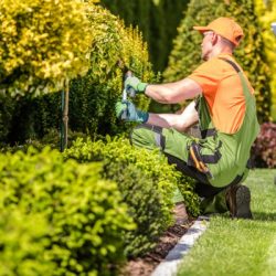 garden worker trimming plants