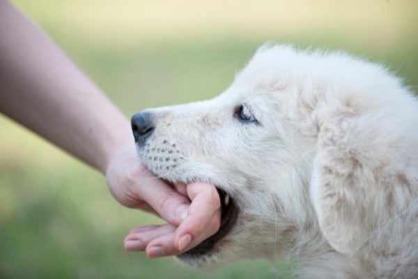puppy bites hand
