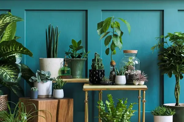 stylish composition of home garden interior filled a lot of beautiful