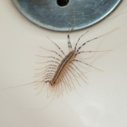 house centipedes