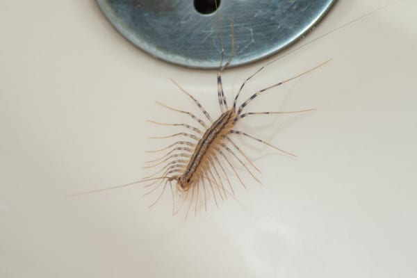 house centipedes