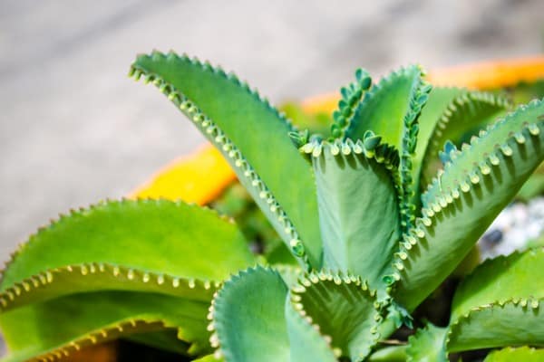 houseplants