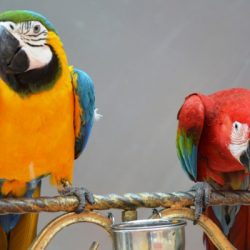 noisy bird scream stopping tips