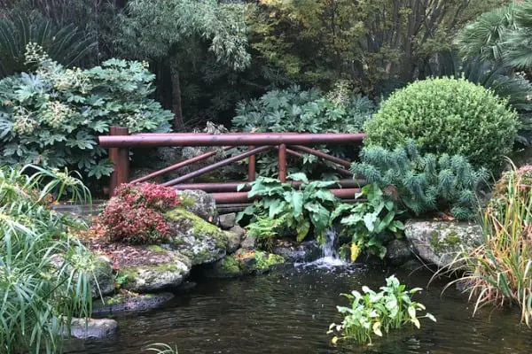 wooden bridge over pond in a japanese garden