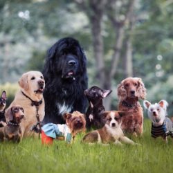 many different breeds of dogs