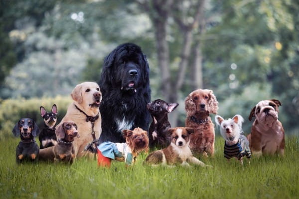 many different breeds of dogs