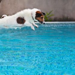 pool safety for dogs