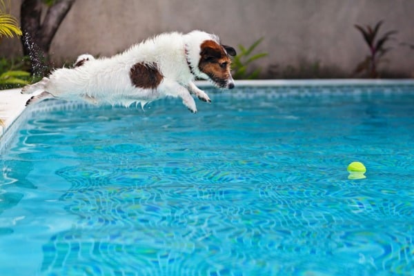 pool safety for dogs