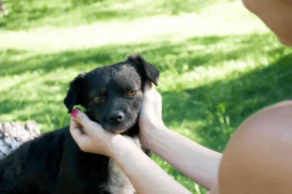 Playing with your dog
