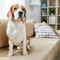 Choosing a pet for your family
