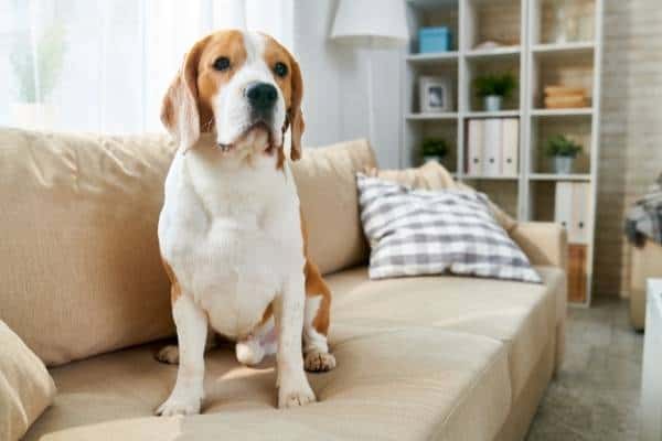 Choosing a pet for your family