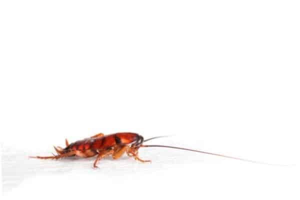 Cockroaches living in the garage