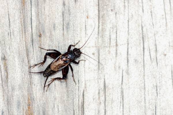 Crickets living in your garage