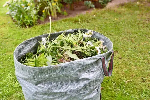 Weed dieback