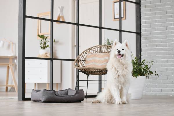 laminate vs vinyl plank for pets hdr